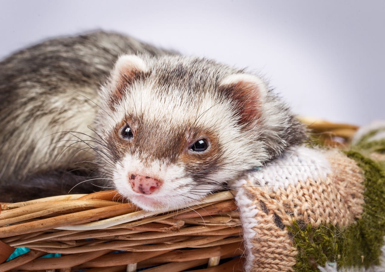 The Ultimate Ferret Care Manual: From Playful Partners to Curious Co ...