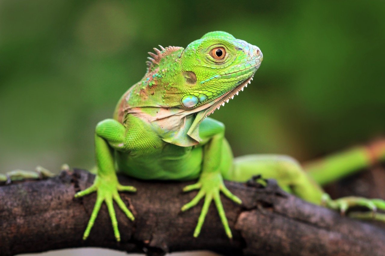 The Essential Iguana Care Handbook: Ensuring Your Scaly Friend Thrives ...