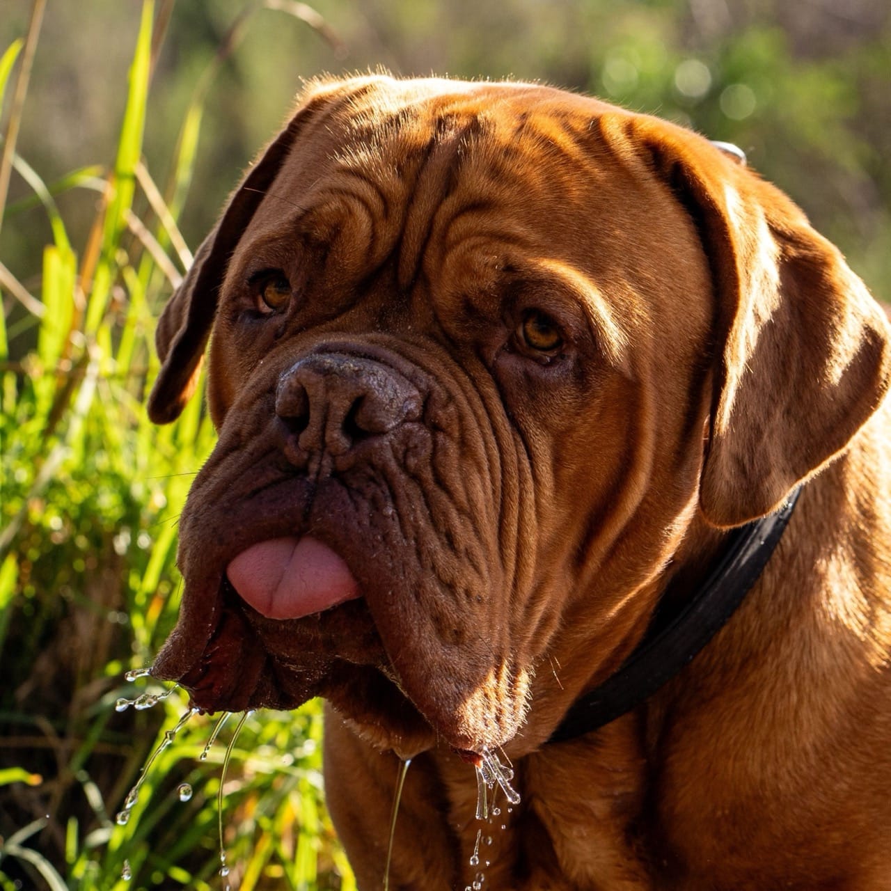 Meet Hooch: The Drooling Dynamo from Turner & Hooch – All About the Dog ...