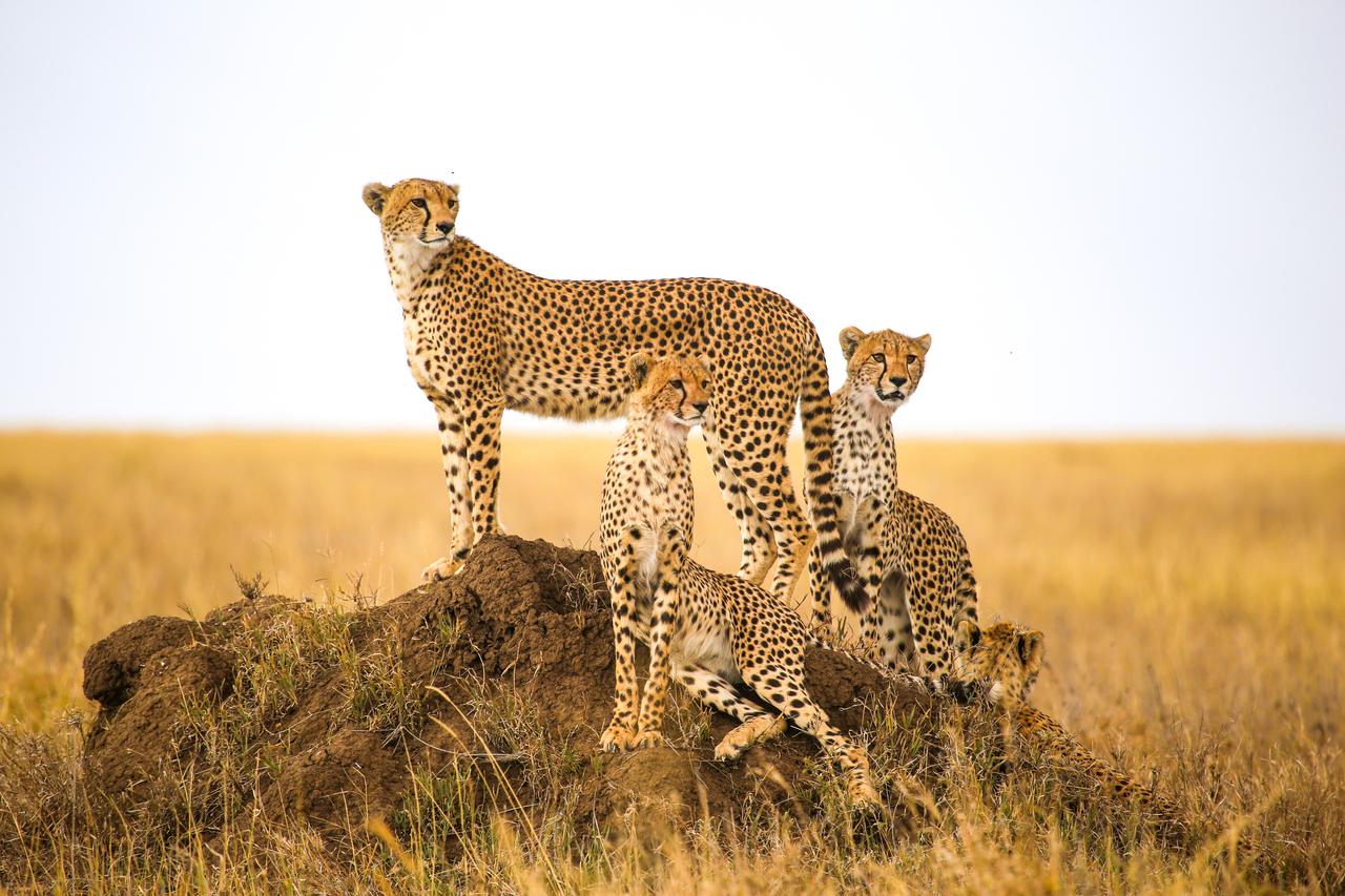How Much Do You Know About Big Cats? | Clever Rabbits