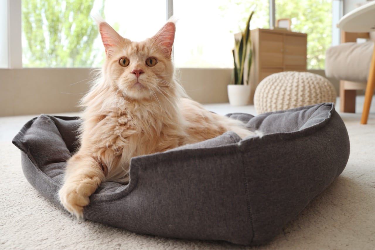 Maine Coon Cat Trivia | Clever Rabbits