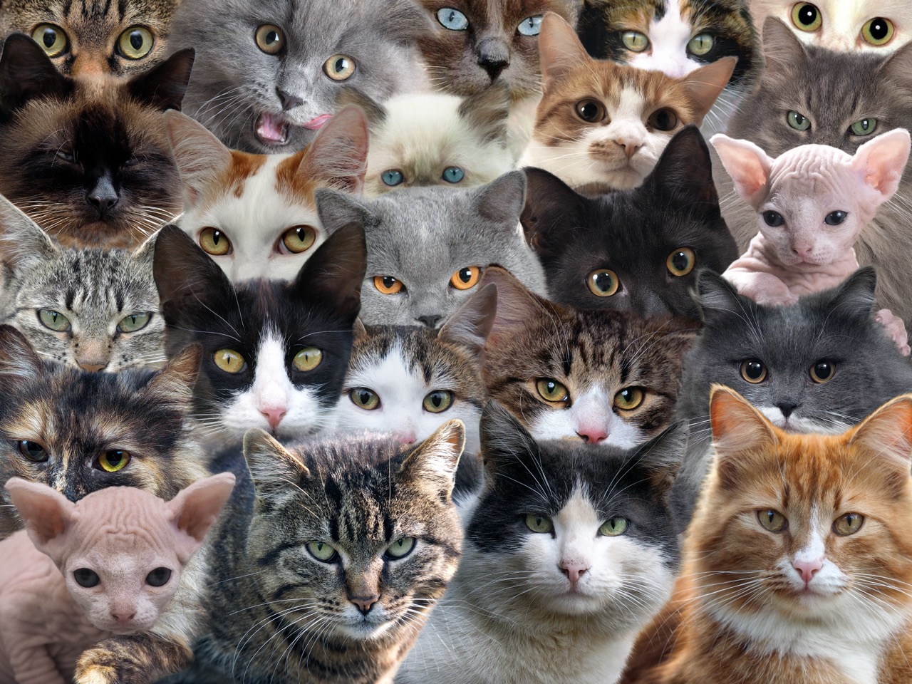 How Many Cats Is Too Many? Find Out if You're a Certified Cat Lady ...