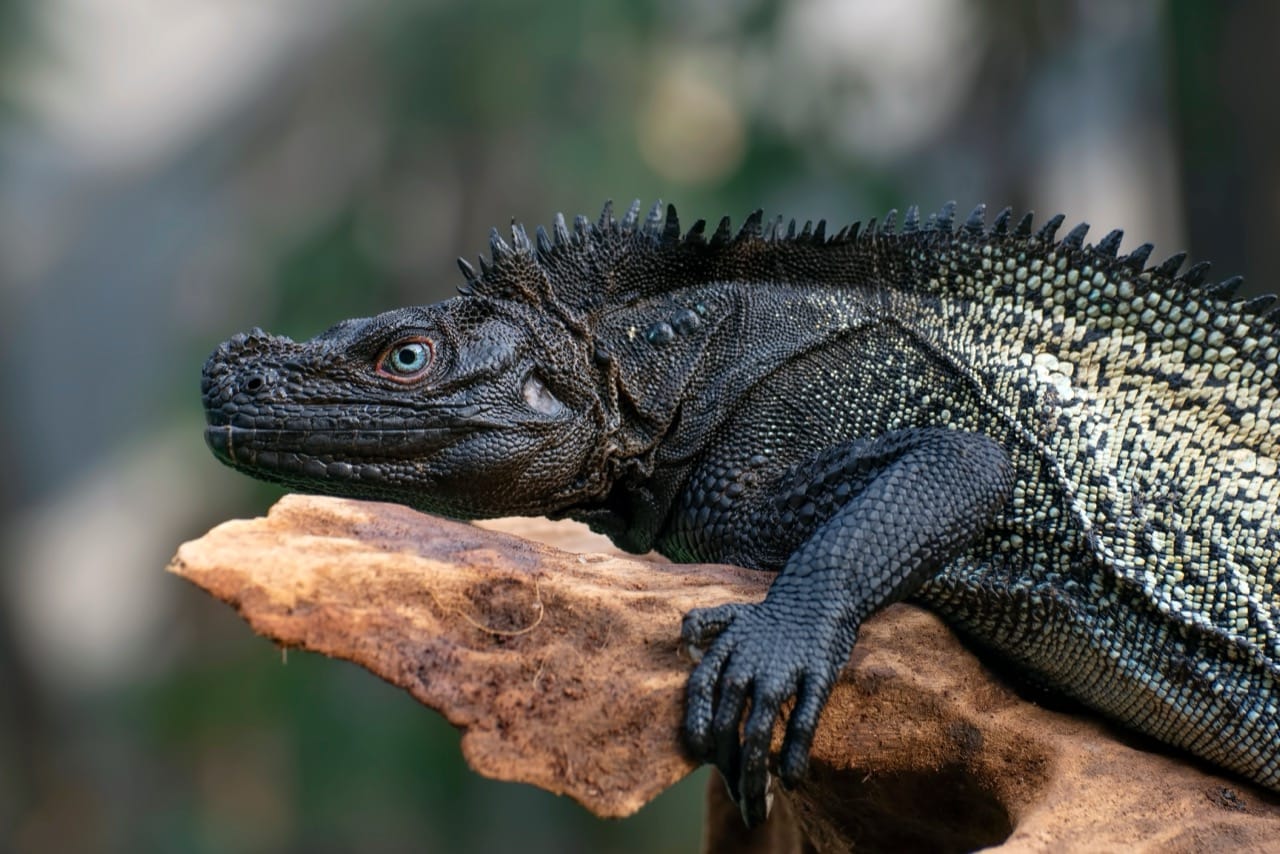 Reptillian Rabbit Discover Your Reptilian Personality | Clever Rabbits